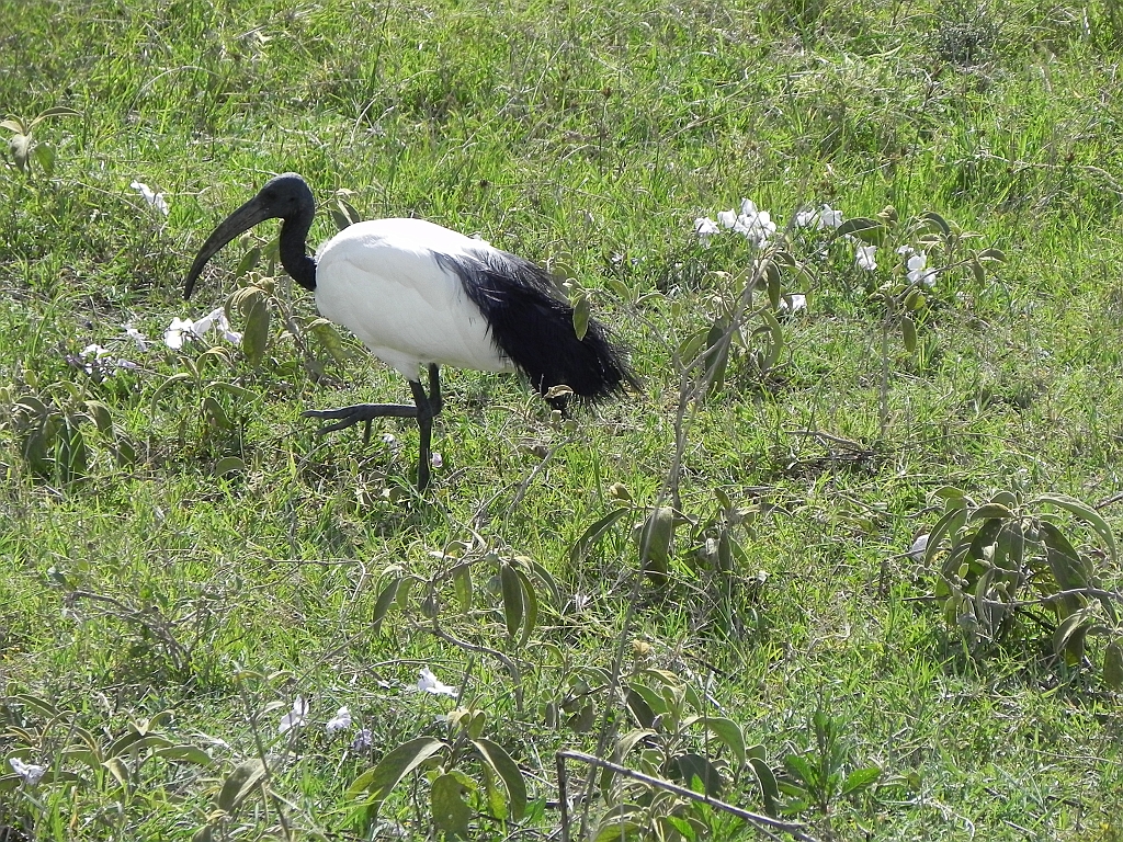 DSCN2064.JPG - African sacred ibis - ibis czczony