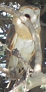 African_grass-owl