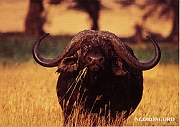 African_buffalo_-_bawol_afrykanski