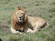 African_lion_-_loeve_-_lew