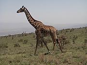 giraffe_-_sjiraff_-_zyrafa