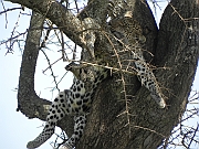 leopard_-_lampart