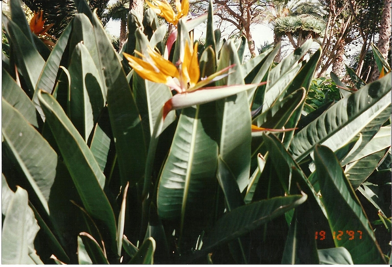 Lanzarote1997-032.jpg