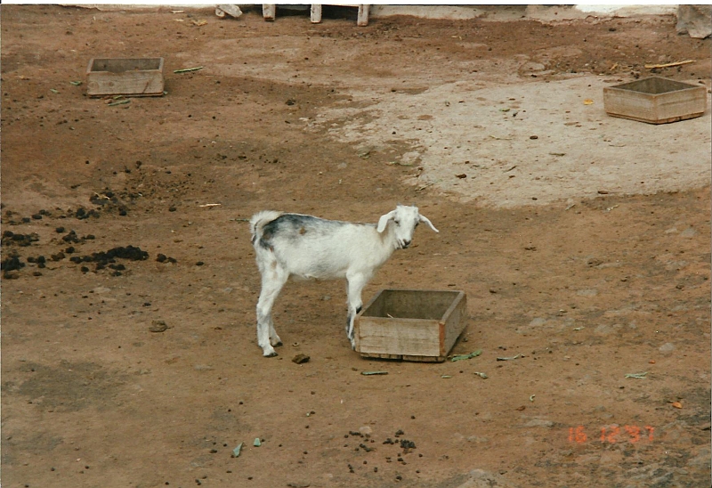 Lanzarote1997-099.jpg