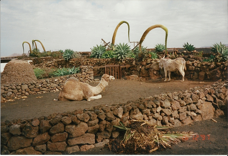 Lanzarote1997-100.jpg