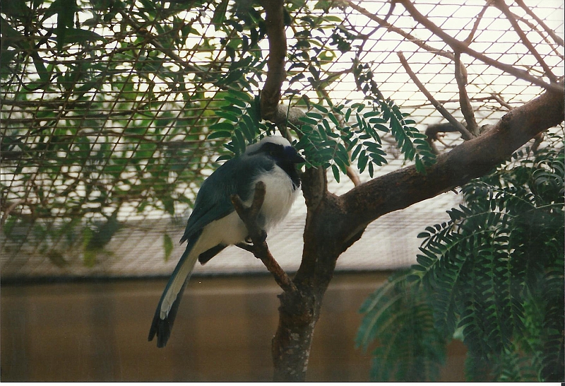 Lanzarote1997-080.jpg