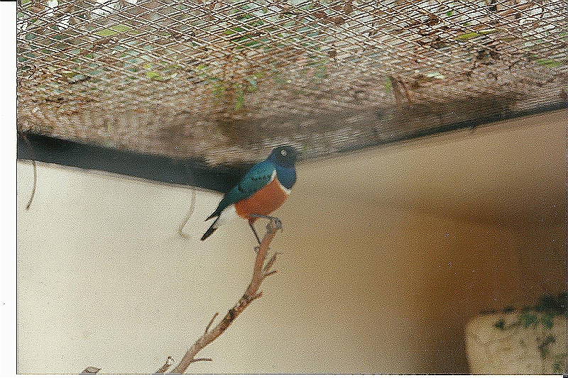 Lanzarote1997-081.jpg