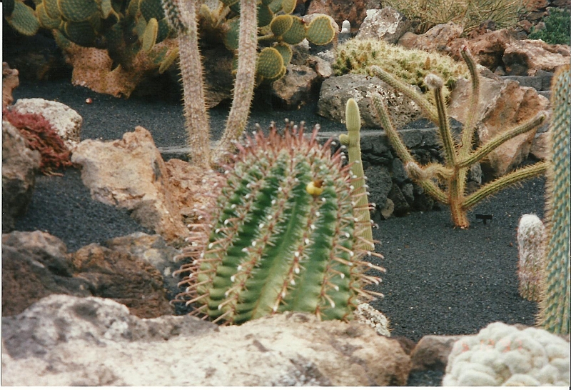 Lanzarote1997-037.jpg