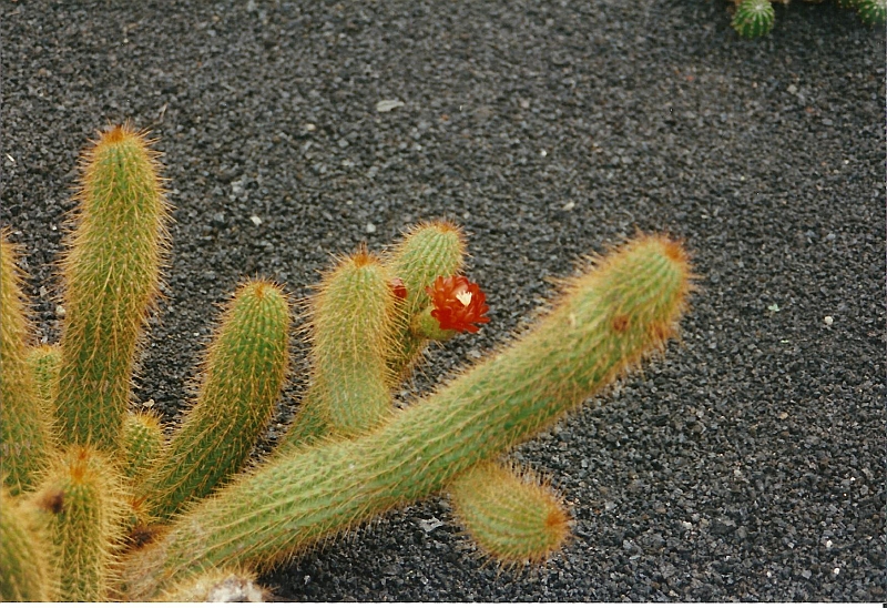 Lanzarote1997-045.jpg