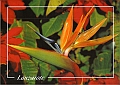 Lanzarote1997-231