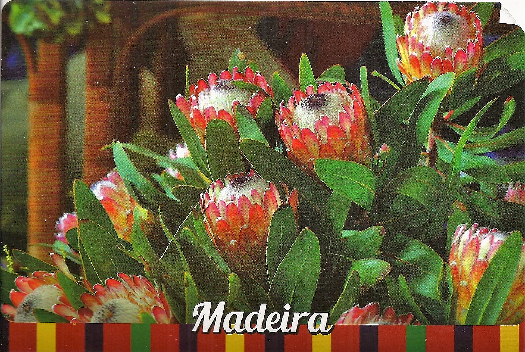 Madeira-4.jpg