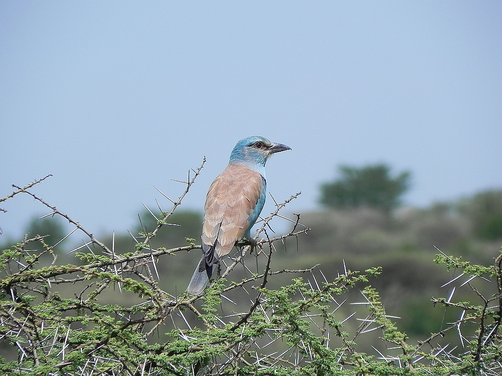 DSCN1602.JPG - blue-breasted cordon-bleu