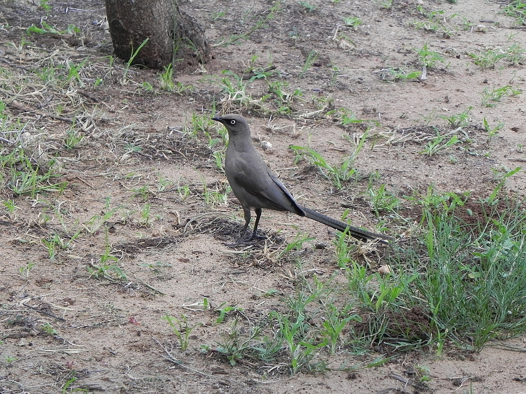 DSCN2279.JPG - ashy starling