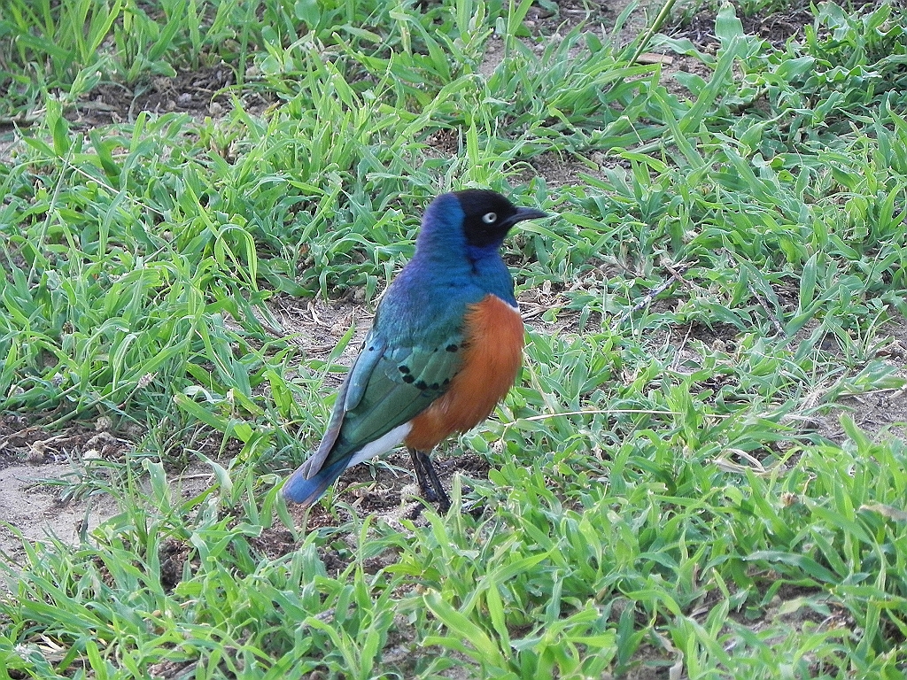 DSCN2380.JPG - superb starling - glansstaer - blyszczak rudobrzuchy