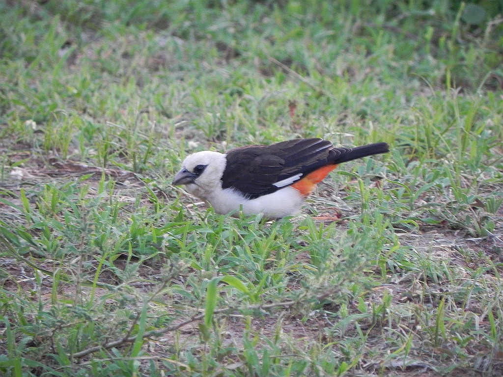 DSCN2363.JPG - white-headed bufallo weaver